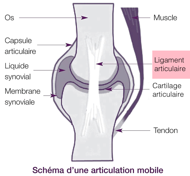 Schéma d’une articulation mobile - ligaments - lookfordiagnosis.com