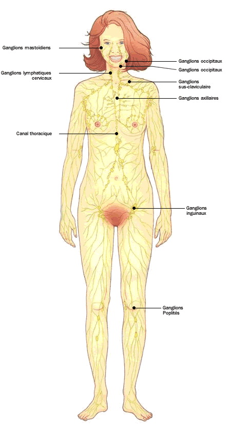 Le Système lymphatique - Doctissimo Santé